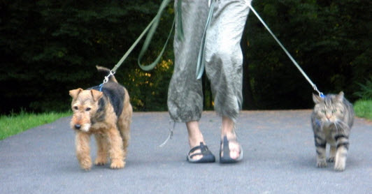 Walking a dog and Cat